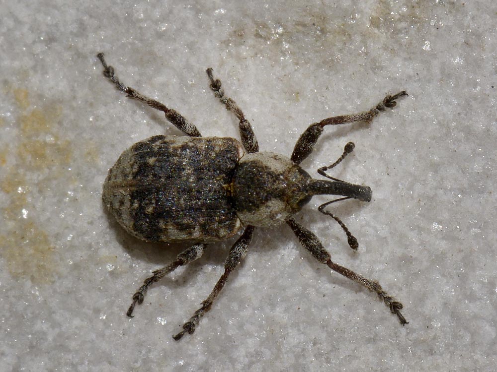 Grypus equiseti - Curculionidae